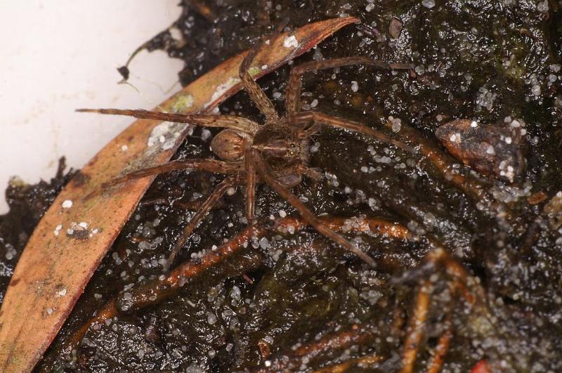 Dolomedes_ZZ624_D7939_Z_88_North Stradbroke island_Australie.jpg